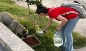 Preocupación por perros en situación de calle