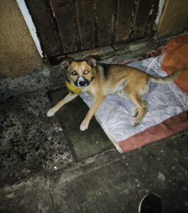 Visitando animales en situación de abandono